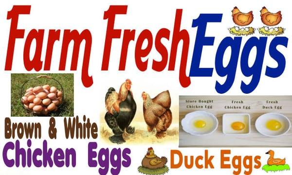 We Have White, light Brown, Dark Brown  Chicken Eggs
We Have Green Chicken Eggs
We HaveDuck Eggs