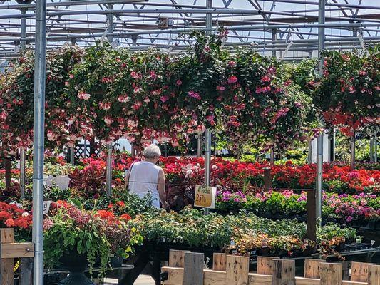 Windmill's famous hanging baskets and annuals at our Riverside Dr E location.