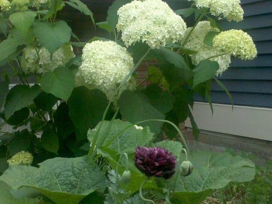 Hydrangea and poppy