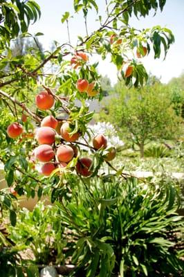 Example of Fruit Tree Planting