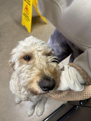 The sweetest office dog