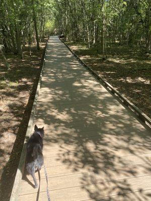 Boardwalk over a wetland area, kinda maze-like