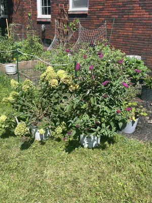 Hydrangea and butterfly bush we purchased today