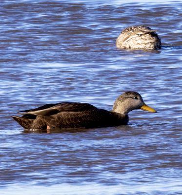 American Black Duck