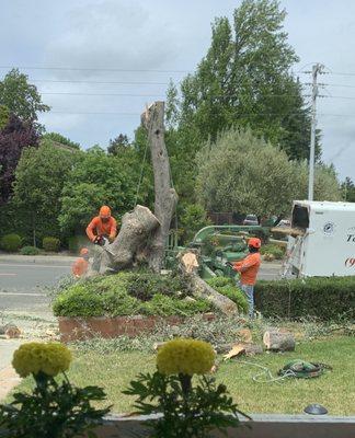 Terry's crew cutting olive tree.