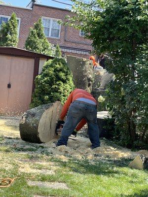 Jc Tree Care