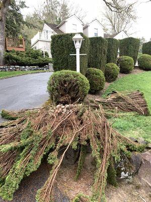 Eugene C. Removal of shrubbery.