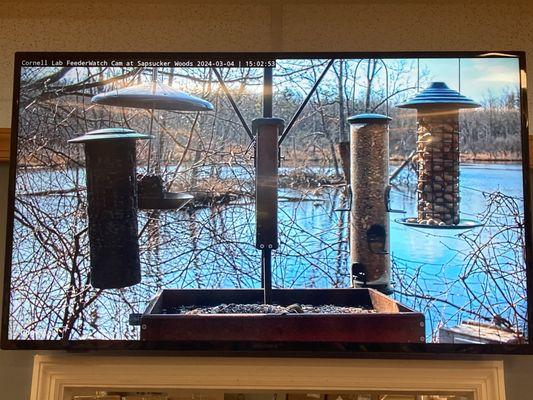 Cornell Bird Live Cam: Go Big Red!!!