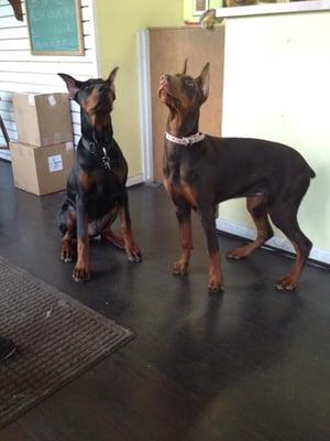 Chief visiting his sister before getting pampered with a nice bath and nail trim.