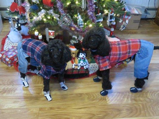 Dusty and Marley at another Christmas. Dusty is on the left with the blue Flannel Shirt and Marley on the right in his red Flannel