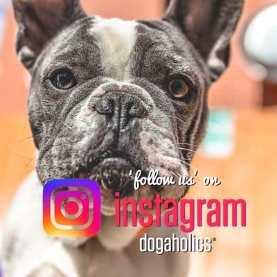 Follow us on Instagram @dogaholics