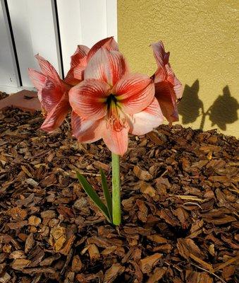 My beautiful amaryllis that was gifted to me 2 years ago. It blooms well in East Central Florida.