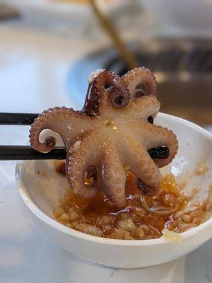 Baby octopus