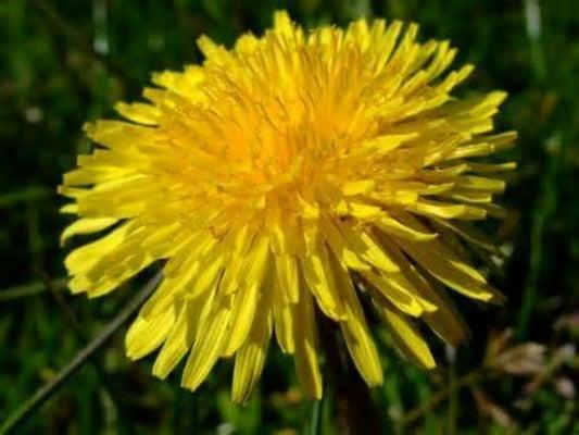 Dandelions are not just a weed, they are a cleansing herb and calming for the liver.