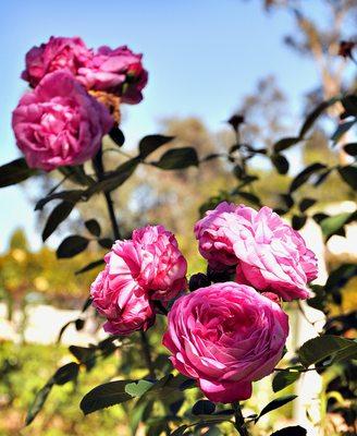 Banning Museum Howard Historic Rose Garden Photo by Simie Seaman