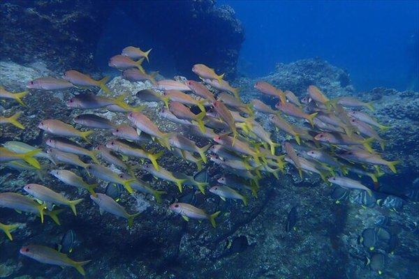 Lots of fish at Sharks Cove