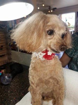 Bree is a fantastic groomer for small dogs.