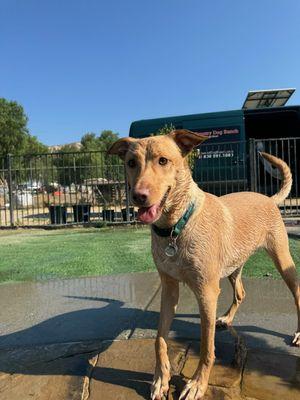 Jax Loving the Pool