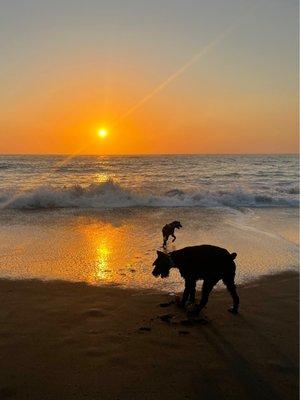 Pups off leash at the beach