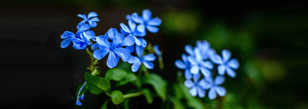 Cremation Beaverton Oregon