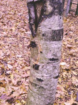 The tree they backed my truck into and the damage the bed of my truck made to the bark if the tree