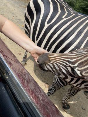 Zebra feeding