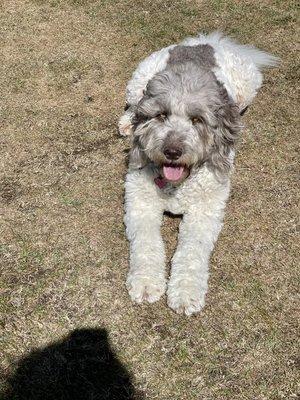 My three-year-old rescue, Girlee, newfypoo, retired, breeding dog! Just learning how to do a down and stay at the field.