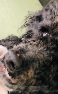 Scratched Nose, of my Black Toy Poodle