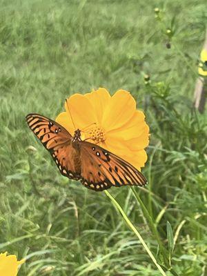 I was captivated by this butterfly. Watching it flutter stopped me in my tracks.