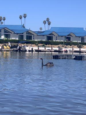 Black swan, def not a Cali native but def beautiful