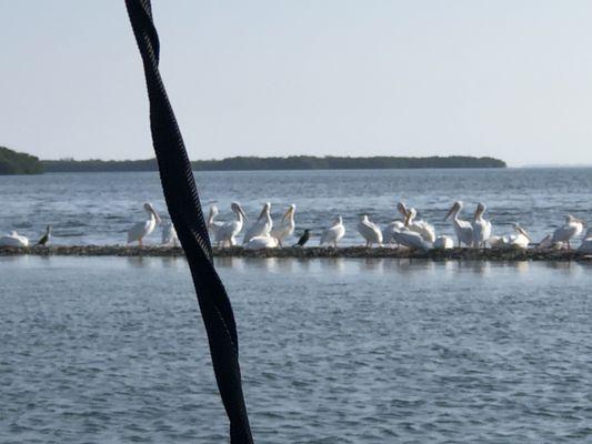 White Pelican Island