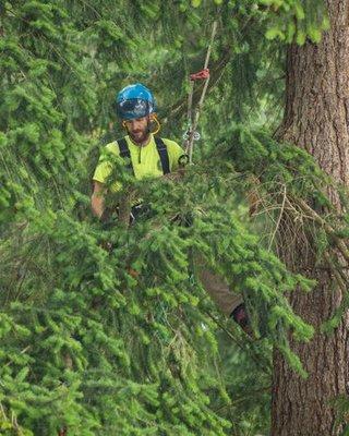 Field's Tree Care