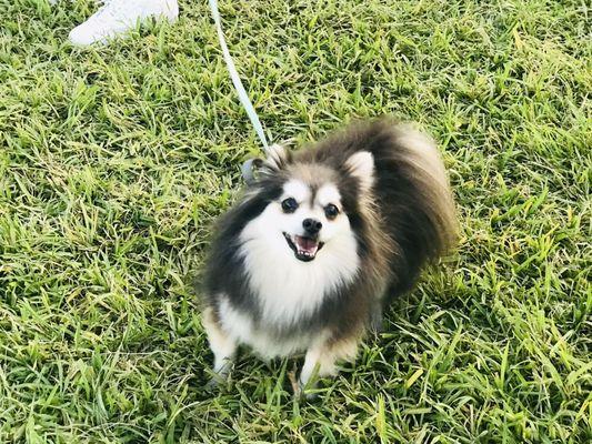 Cute Pomeranian excited for the show