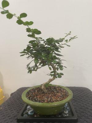 Fukien Tea