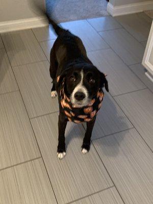 Domino wears his Halloween bandanna two weeks before his final goodbye