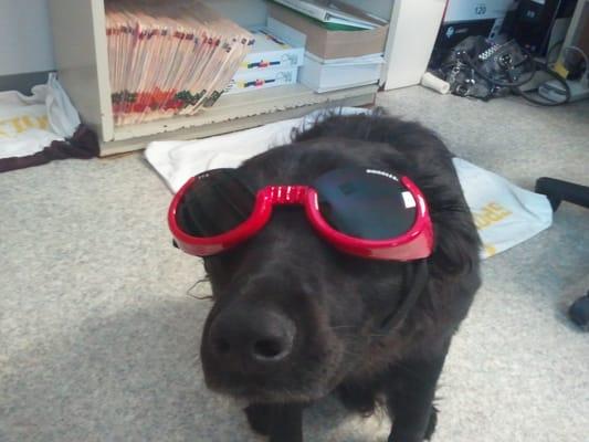 Lilly with her Laser Therapy doggles