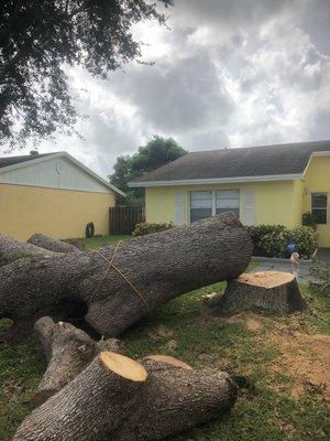 Oak tree removal