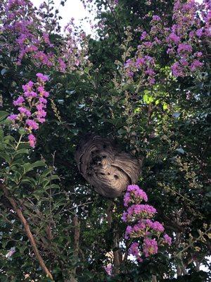 Hornet's nest in the middle removed!