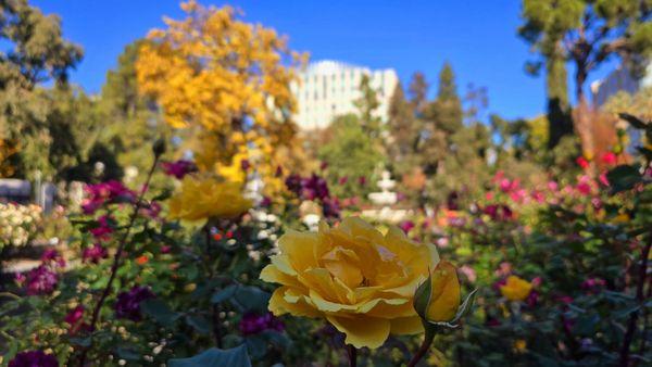 International World Peace Rose Gardens