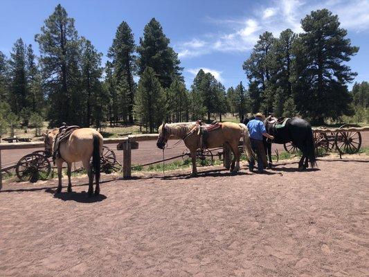 Buck and our three horses