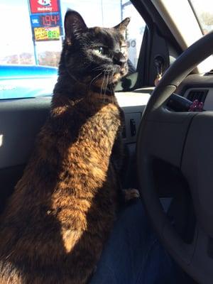 Chaya hates her ride to the vet, but calms down as soon as she's in the office.