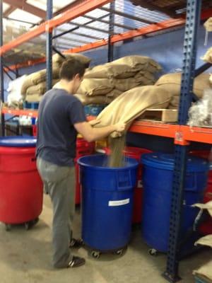 Green coffee beans being unbagged for roasting.