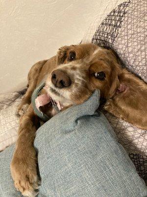 Coffee so clean I let her go on my bed.