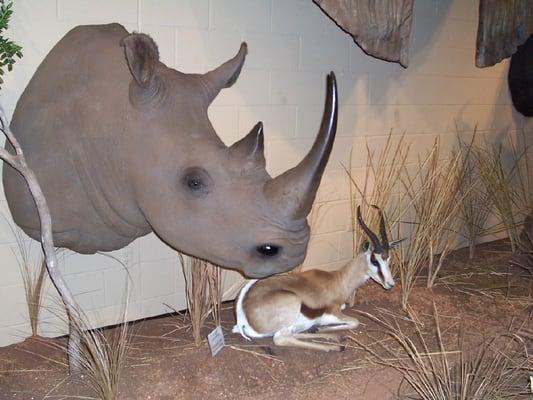 rhinoceros from Africa. Almost all of the exhibits are the actual skins of the animals. One exception is the horns of the rhino.