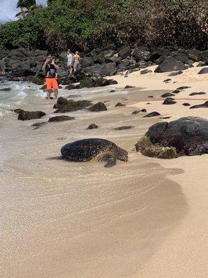 Turtle sighting on island tour!!!!