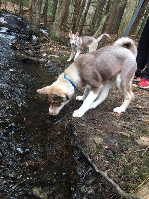 Plenty of opportunities for dogs to get a drink :)