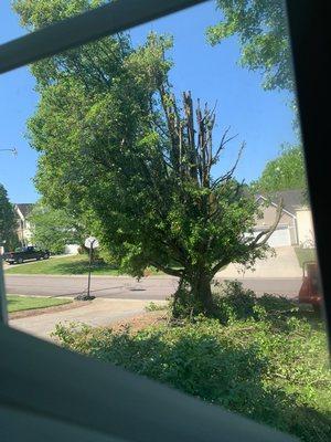 This is what they did to the first tree--I just wanted a trim!