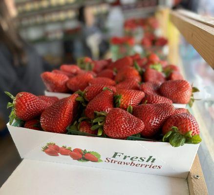 Fresh picked strawberries