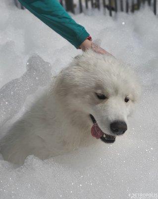 Foam and bubble PAWTY!