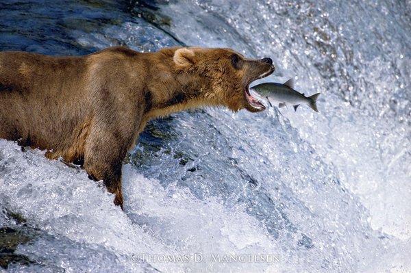 "Catch of the Day" 1988 photo by Thomas Mangelsen